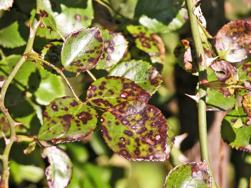 Rose leaves showing dark spots from black spot disease