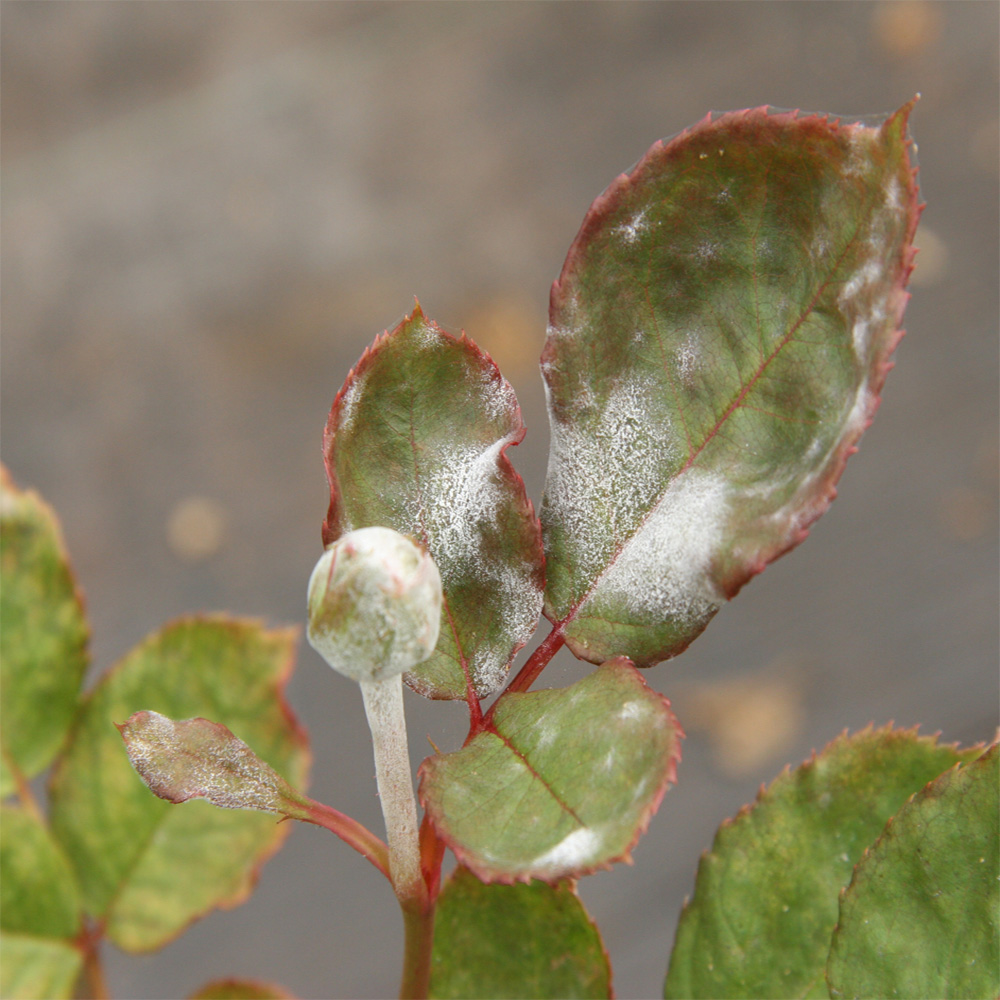 White powdery mildew coating rose leaves
