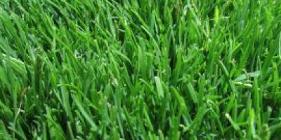 emerald-zoysia-270x270